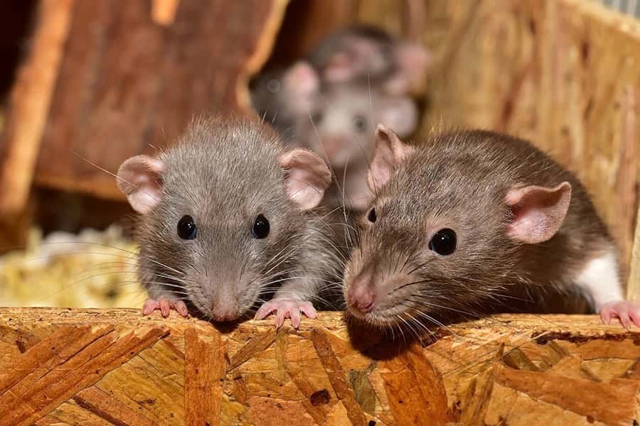 Aveux - Rats - Stop Guêpes, Frelons et Nuisibles