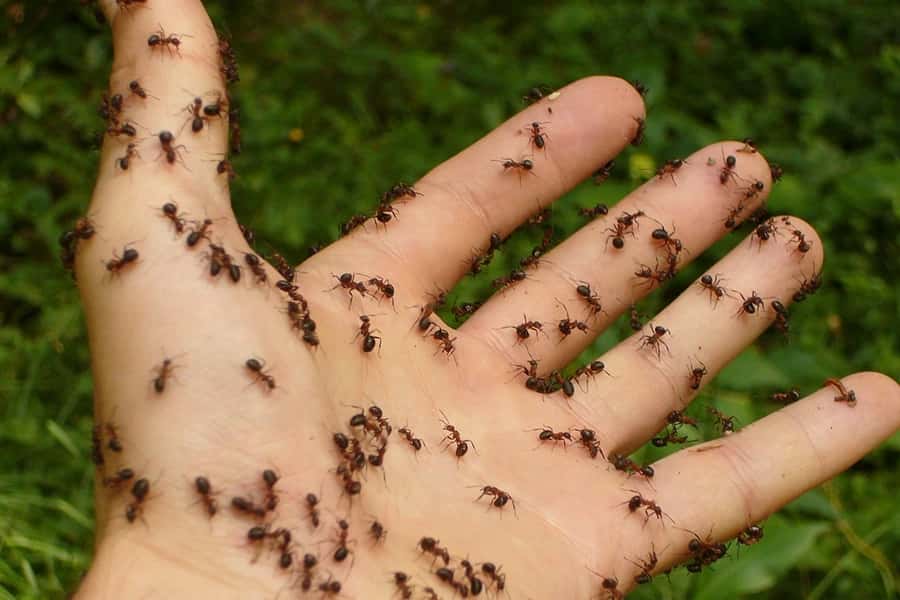 Aveux - Fourmis - Stop Guêpes, Frelons et Nuisibles